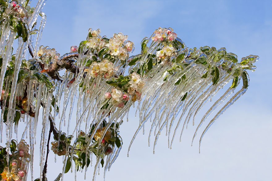 Icicles on the Blooming Apple Tree